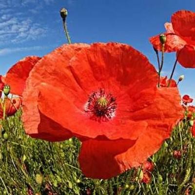 kaiyun官方网app下载app